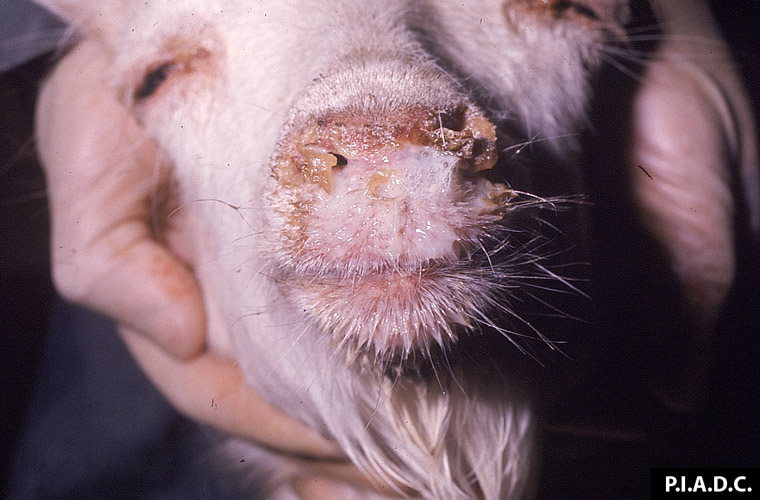 Sheep Pox and Goat Pox